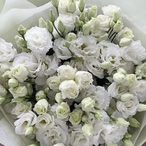 White queen